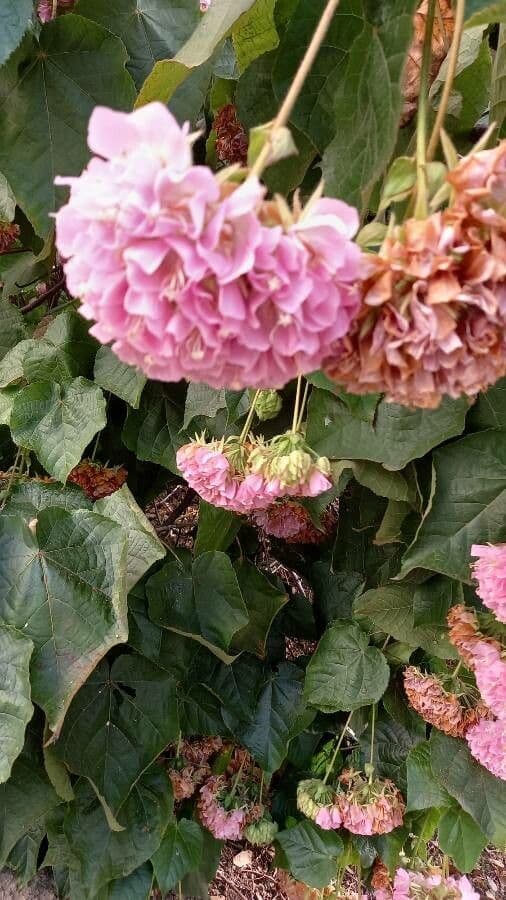 Dombeya 8