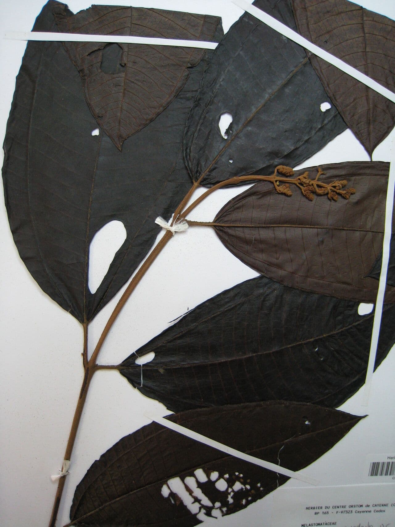 Miconia