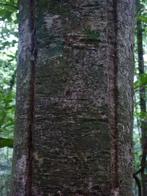 Glänzende Myrcia 19