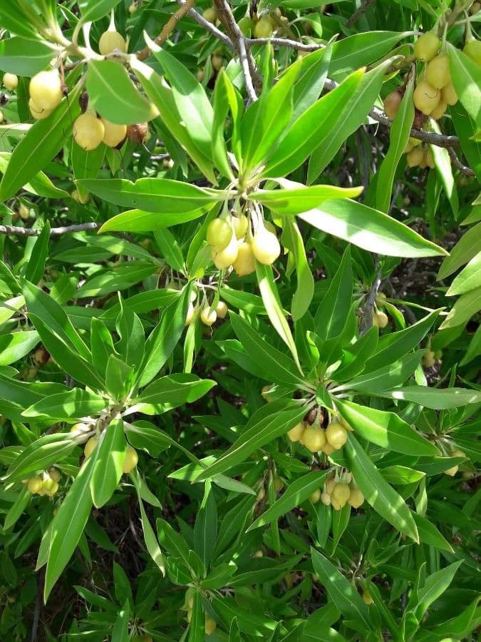 Bontia 19