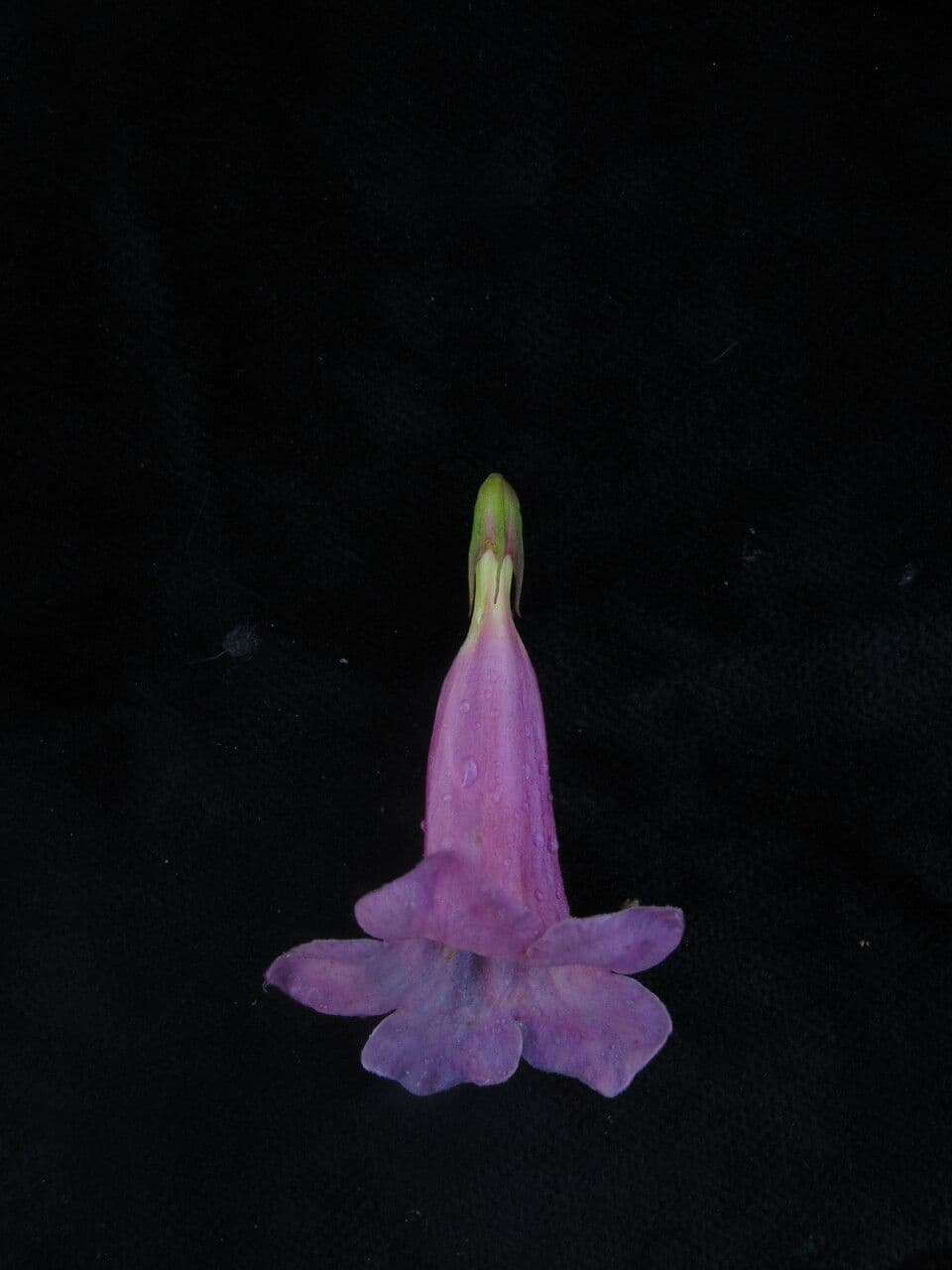 Incarvillea 4