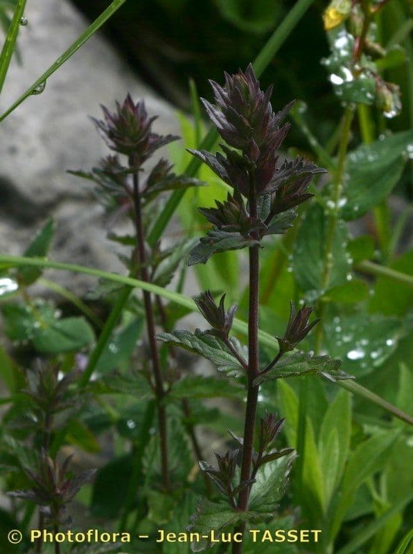 Nothobartsia 4