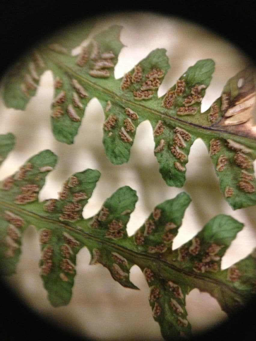 Deparia acrostichoides