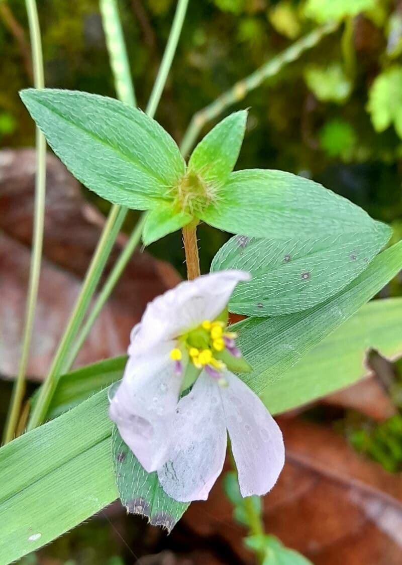 Falsa prateria 11