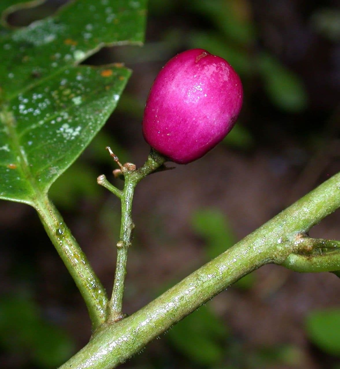 Cestrum 5