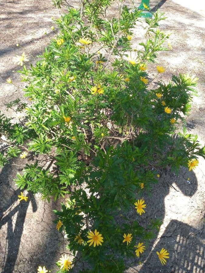 Gold-Euryops 6