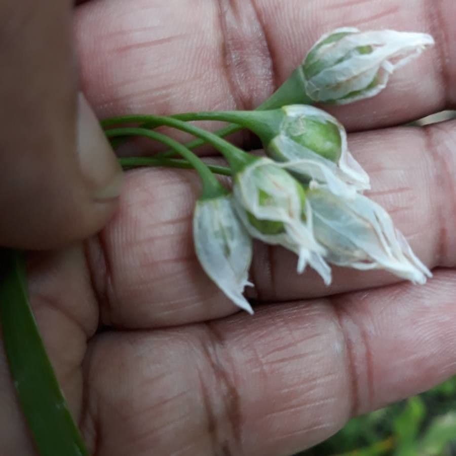 Ail à trois angles 3