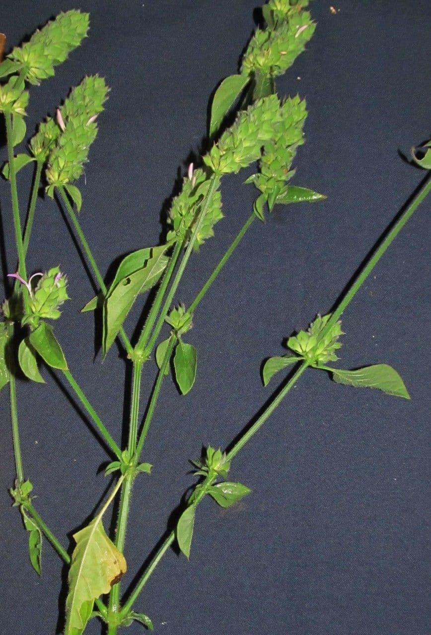 Dicliptera 3