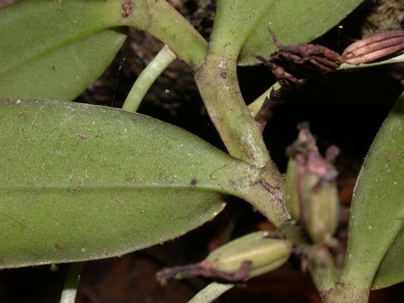 Orchidea 17