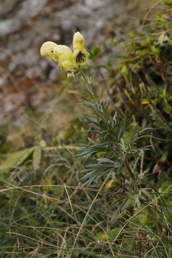 Aconito anthora 15