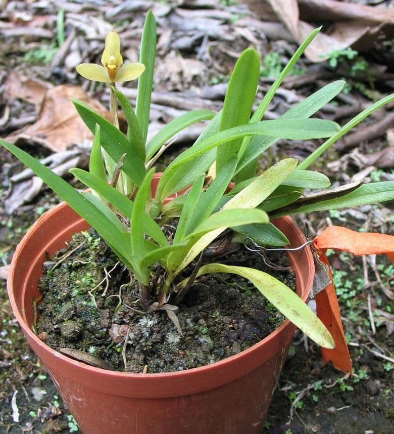 Maxillaria 14