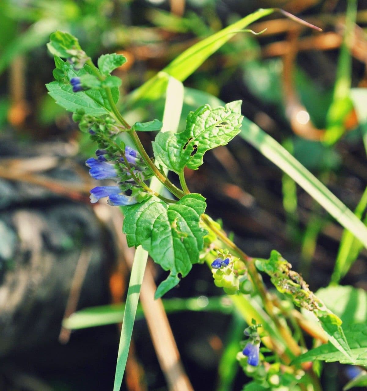 Scutellaria 7