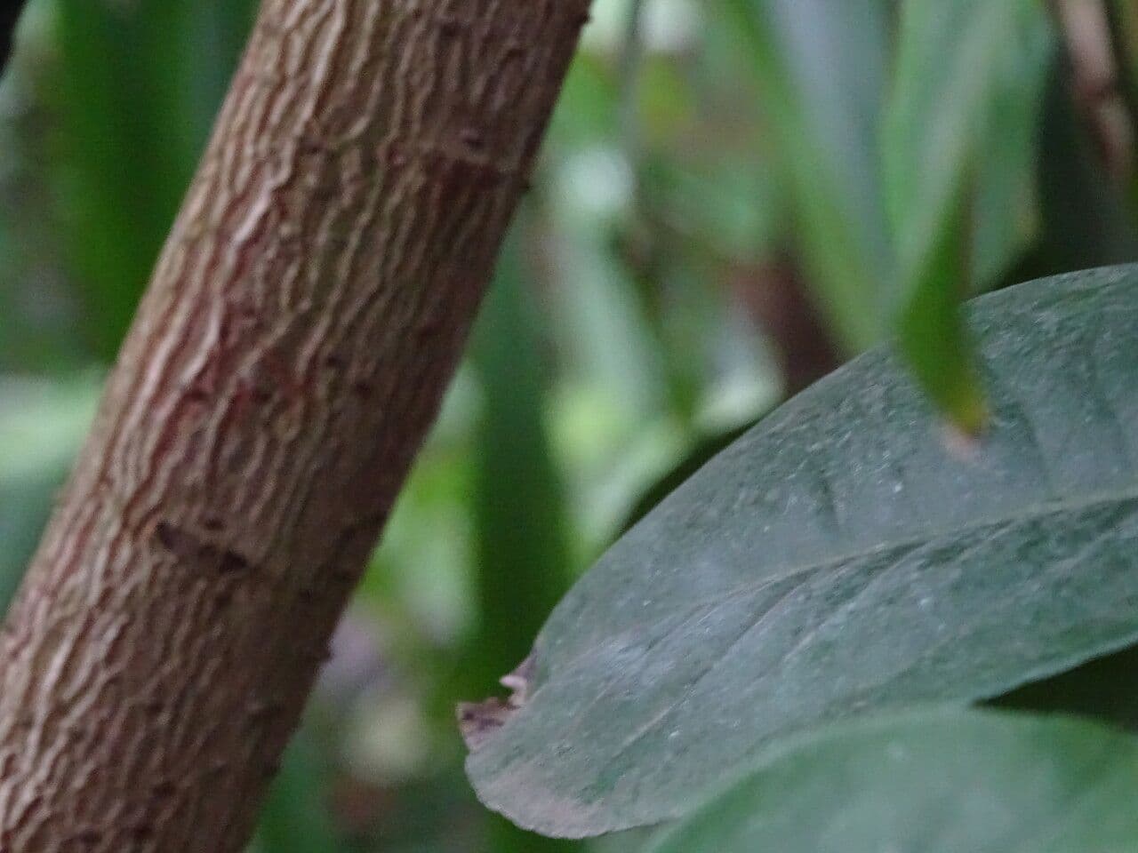 Ardisia 3