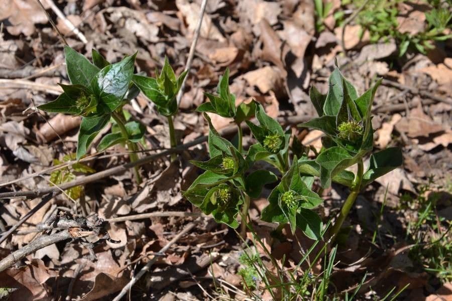 Bupleurum di Balden 17