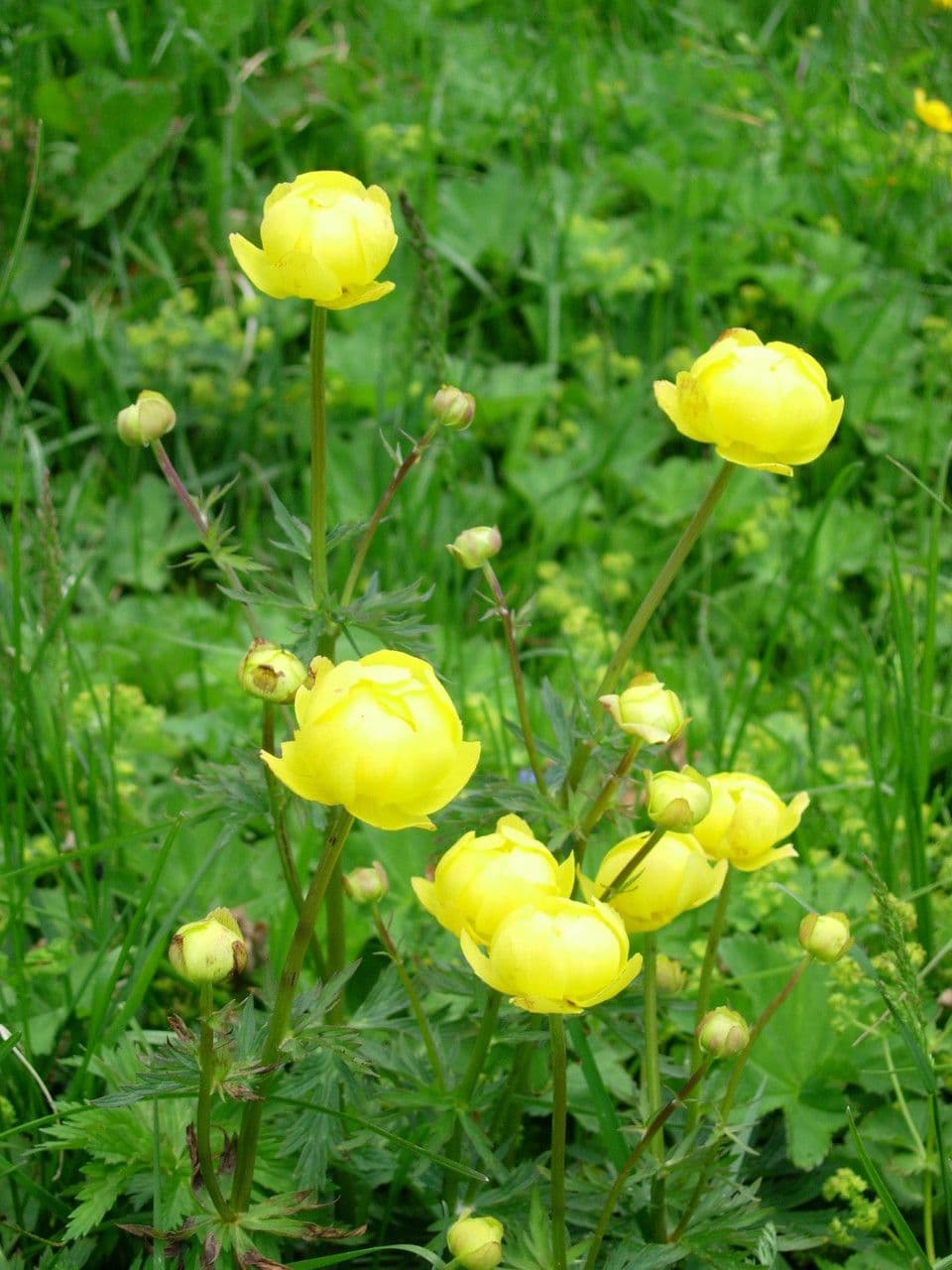 Botton d'oro 9