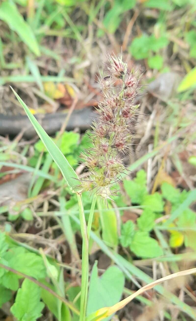 Igel-Hirse 13