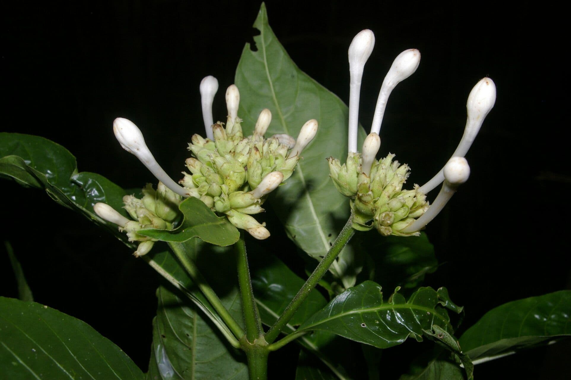 Palicourea 4