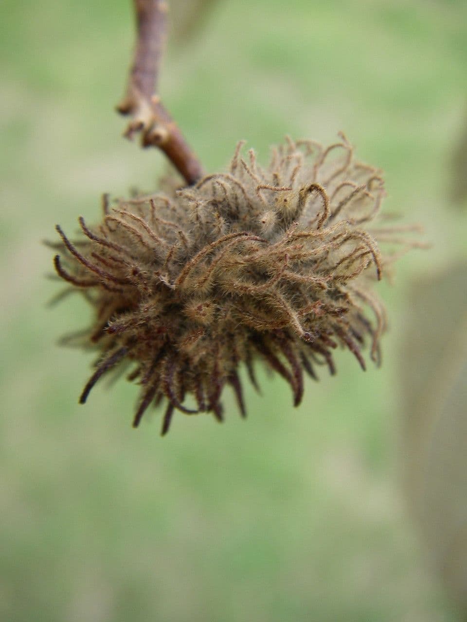Commersonia bartramia 4