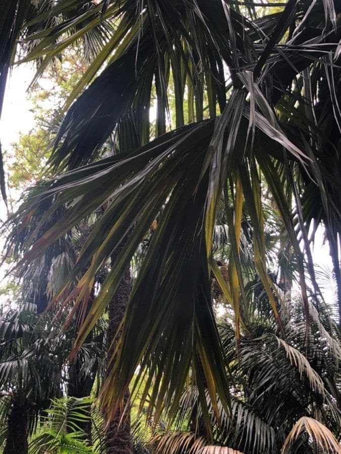 Sabal mauritijský 2