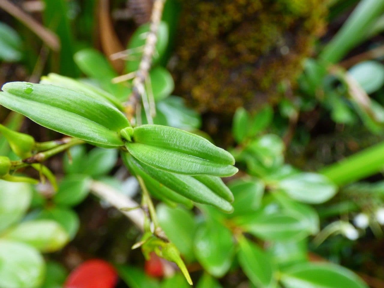 Orchidea 12