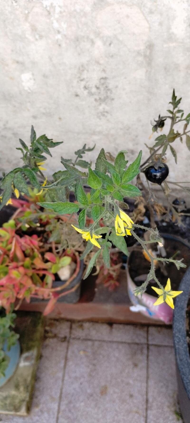 Pomodoro ribes 20