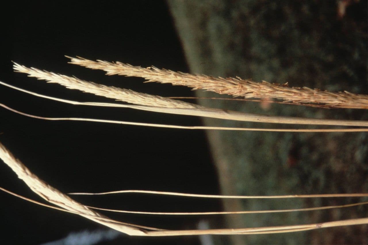 American beach grass 4