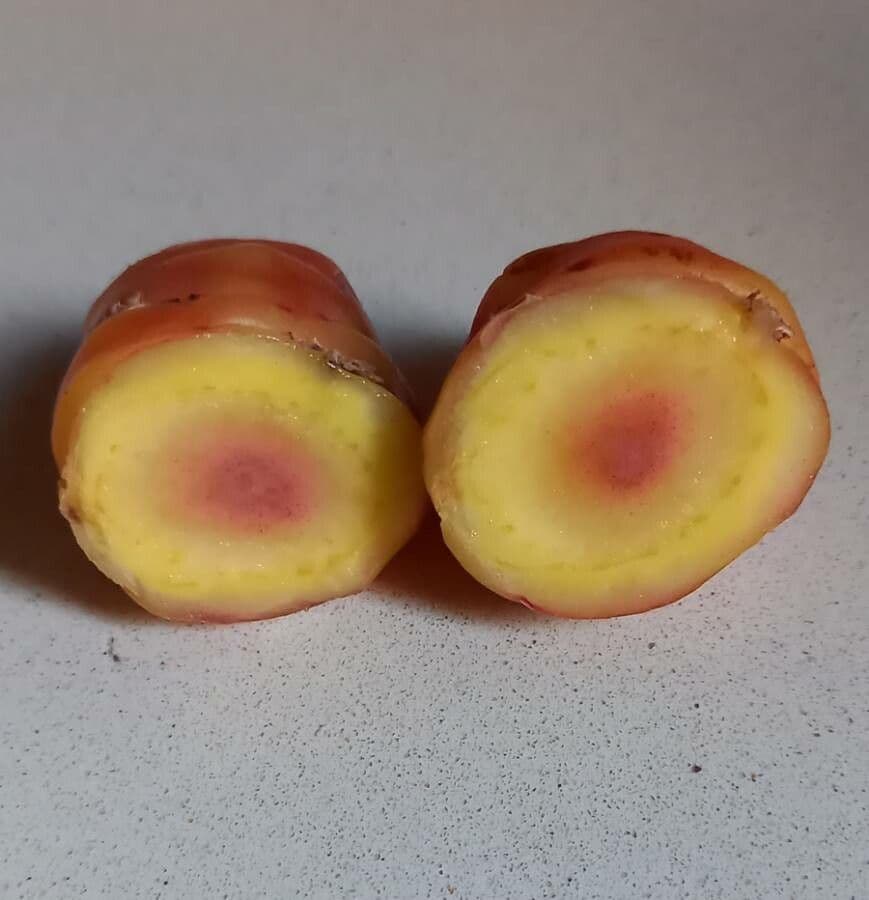 Acetosa tuberosa 12