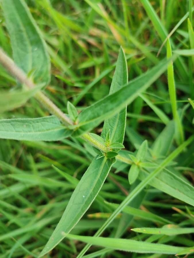 Betonica palustre 18