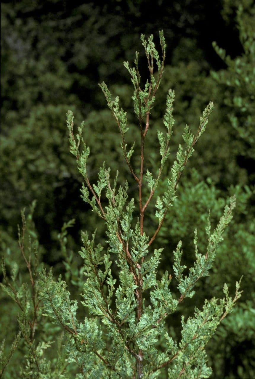 Cedro del Cile 18
