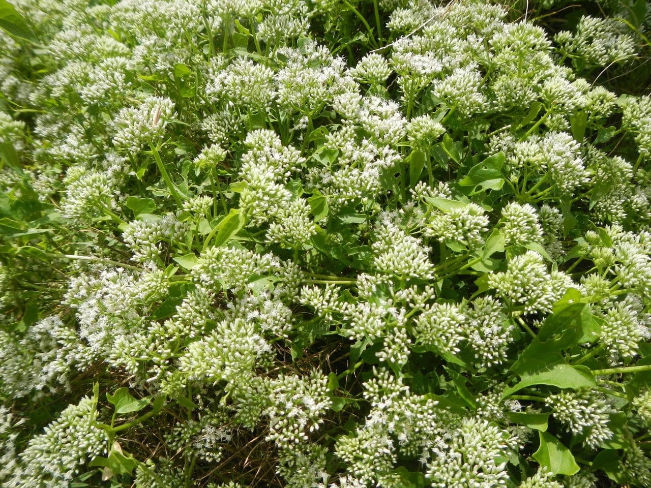 Mikania scandens 9