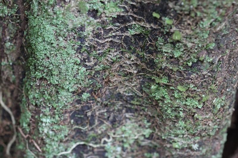 Kleinblütige Eschweilera 13