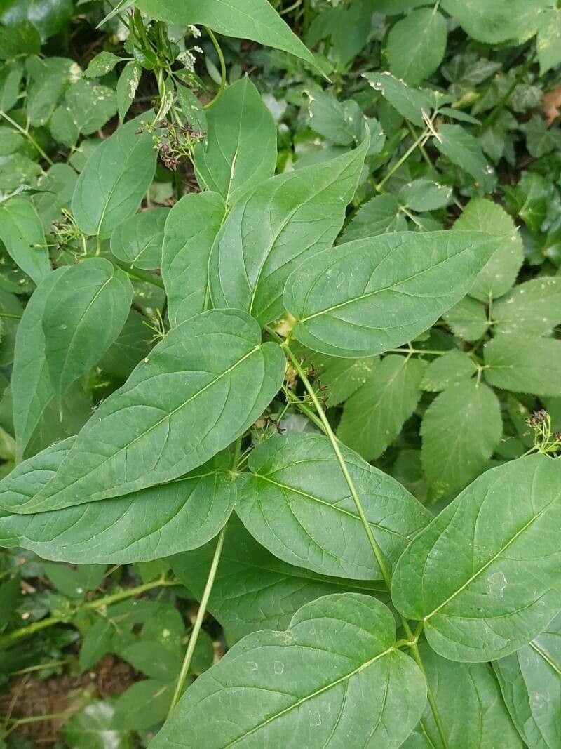 Vincetoxicum 2