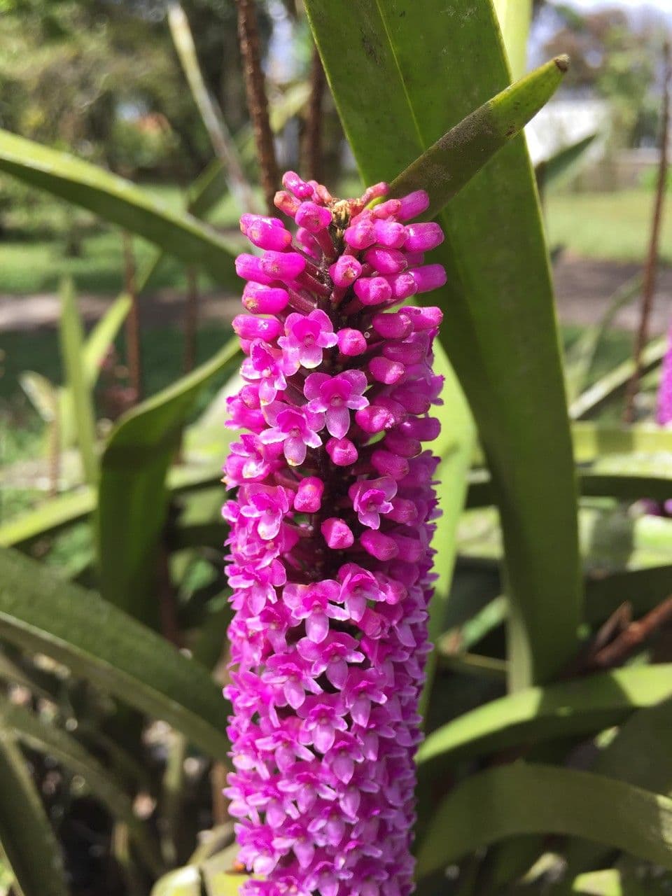 Arpophyllum 2