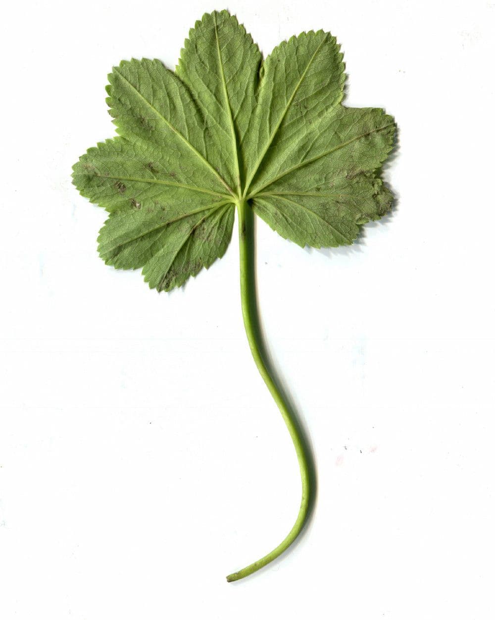 Alchemilla glabra 22