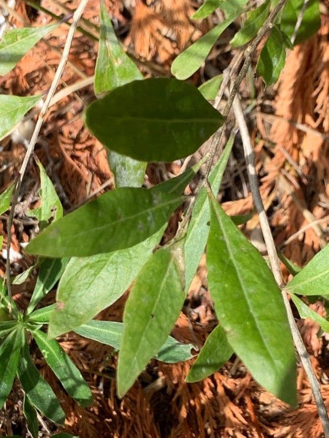 Chrysopsis mariana 14