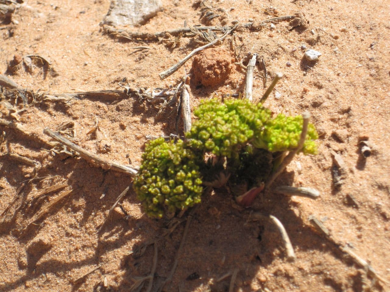Lomatium 5