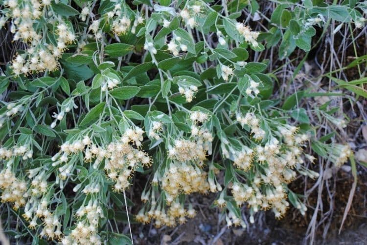 Luina hypoleuca 7