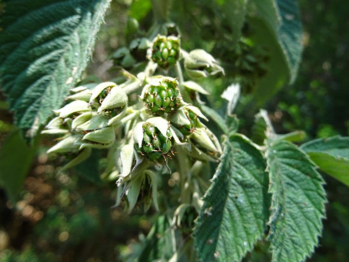 Rubus apetalus