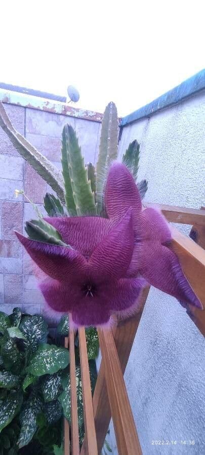 Aasblume 9