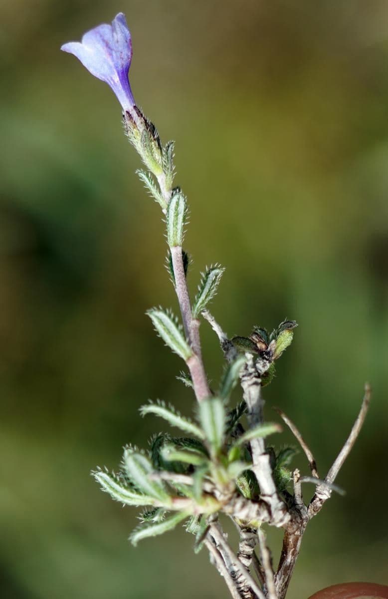 Lithodora 11