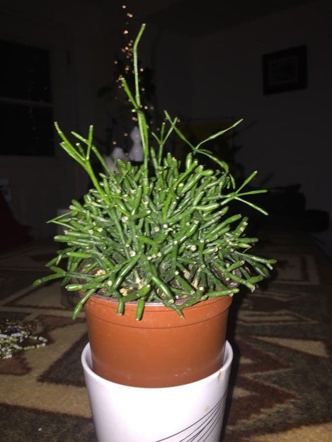 Cactus vischio 27