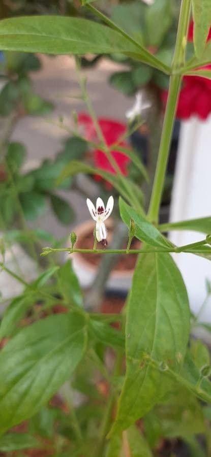 Andrographis paniculata 10
