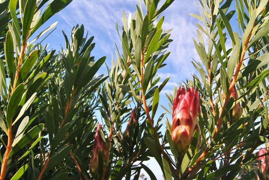 Protea 5