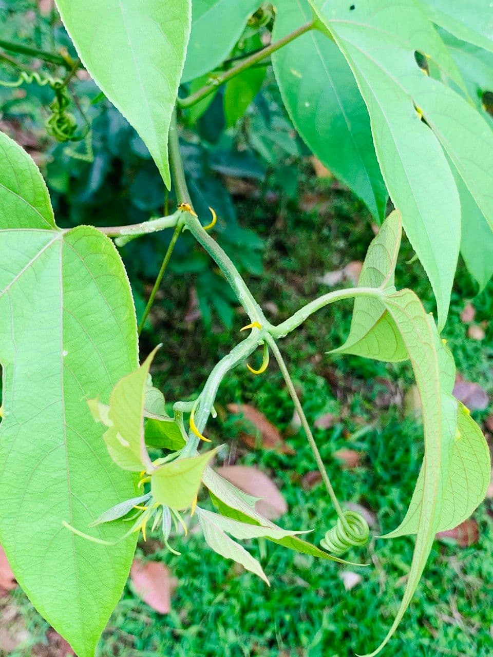 Passiflora 16