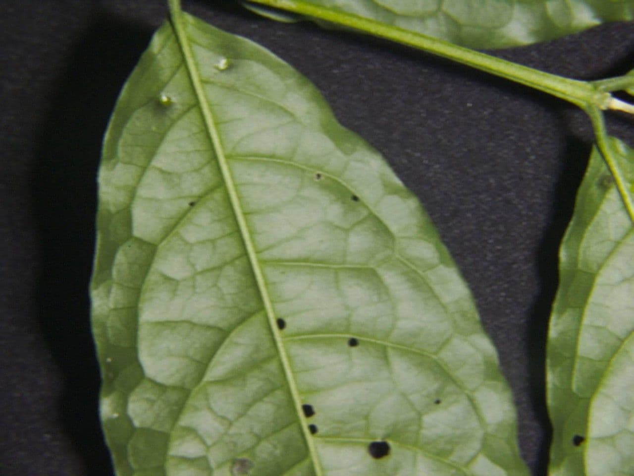 Bunchosia 10