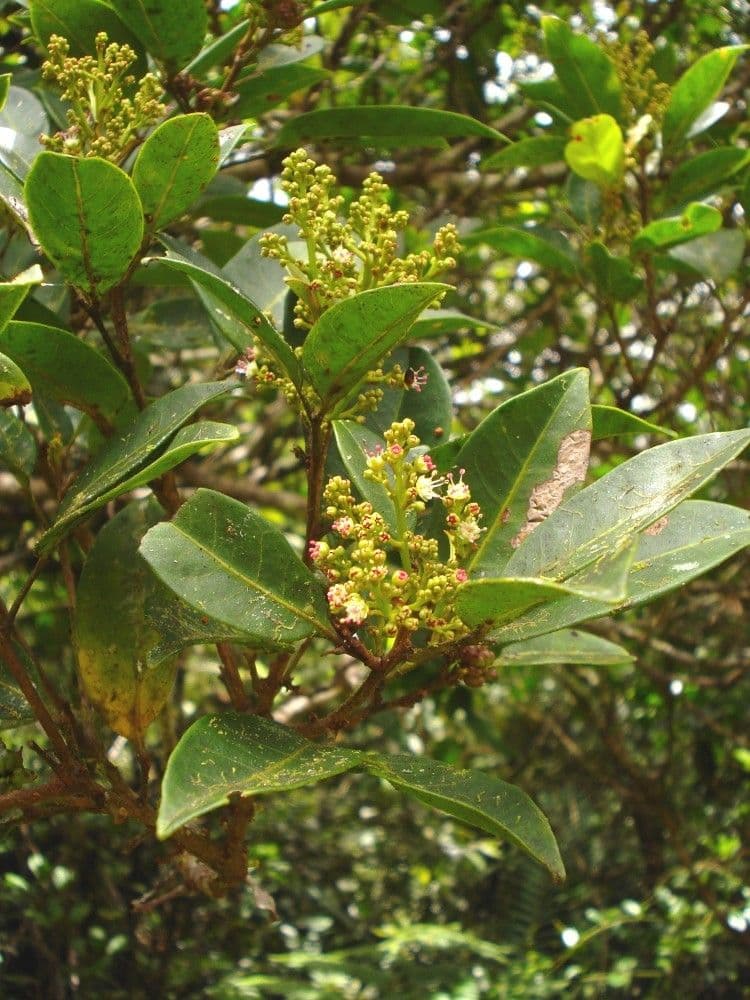 Guioa 2