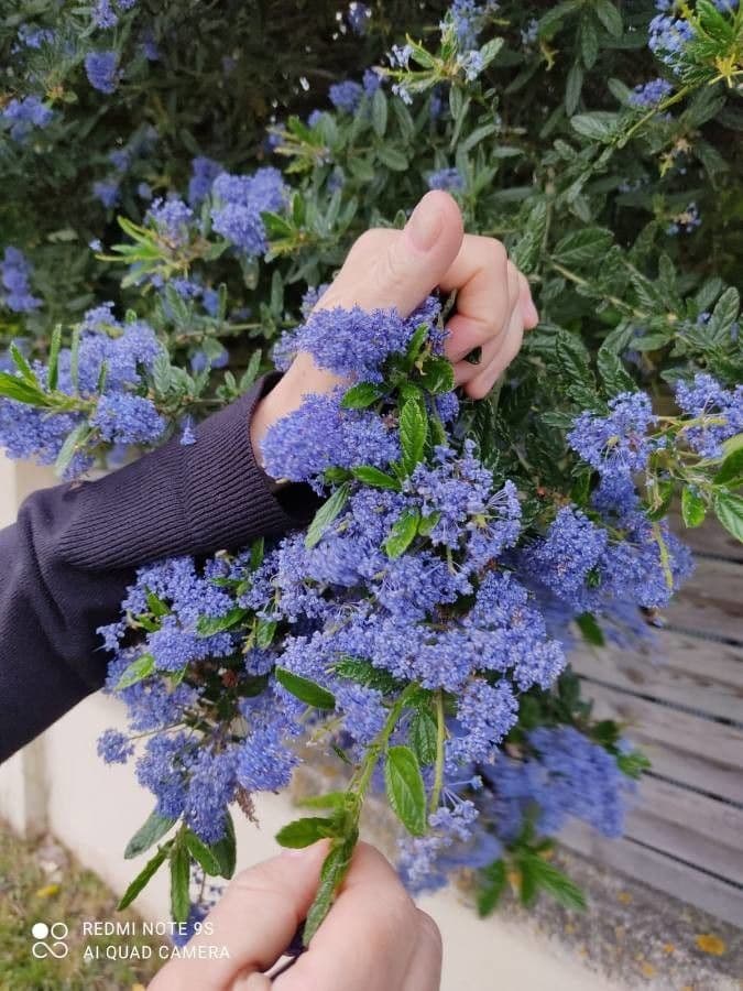 Ceanothus thyrsiflorus 28