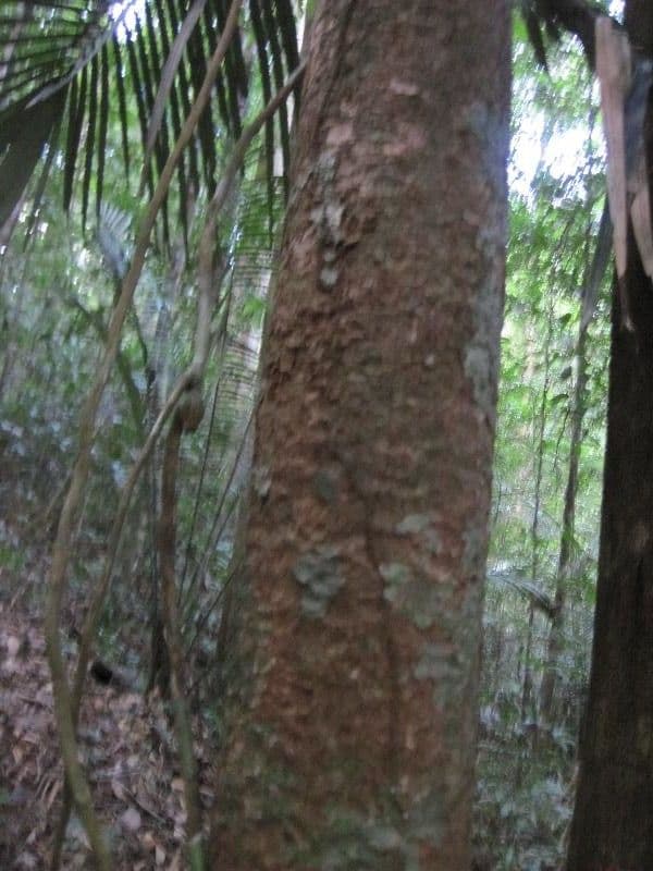Gustavia hexapetala 7