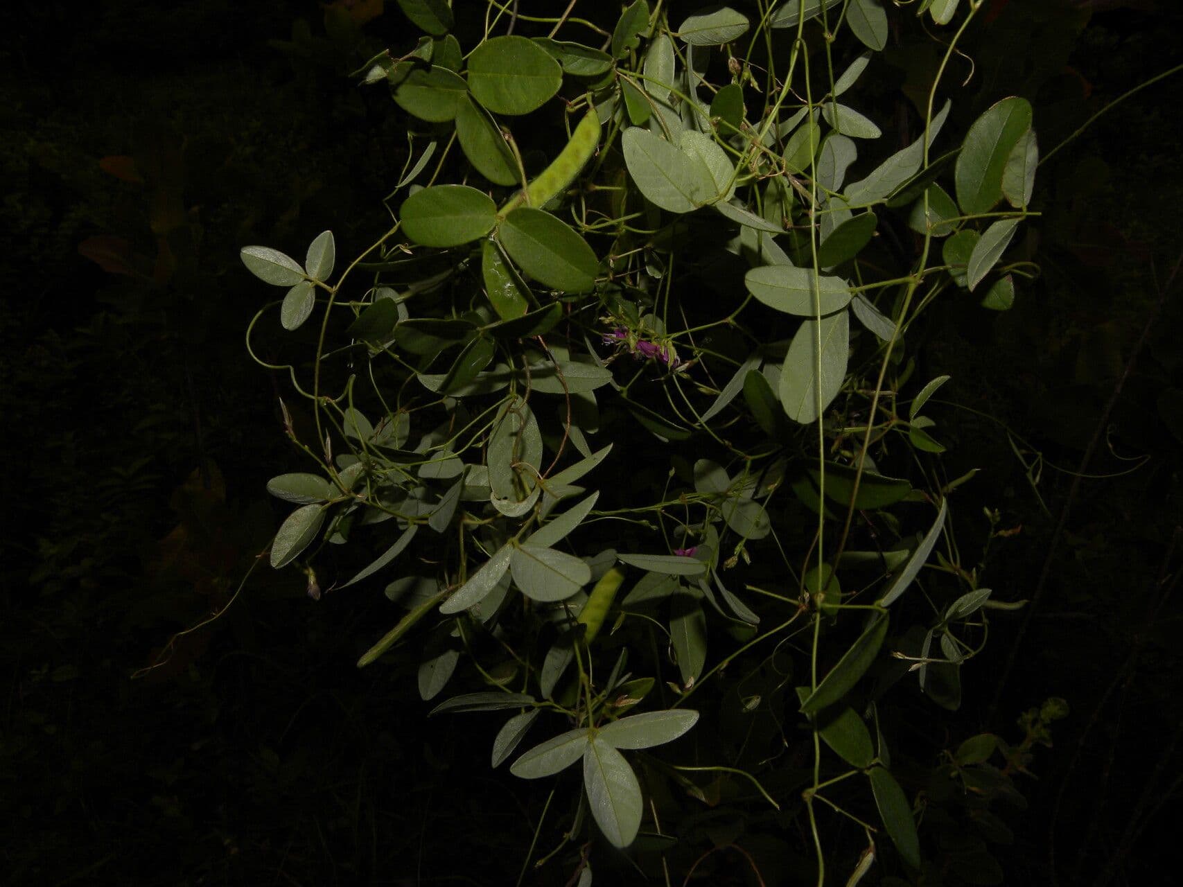 Galactia striata 9