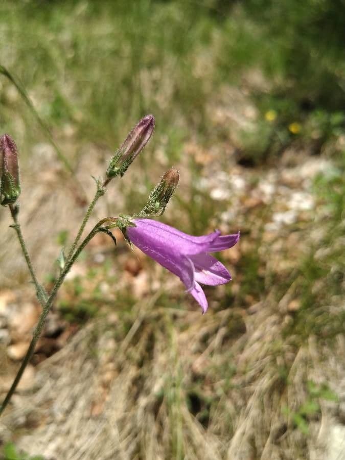 Campanula siberiana 5